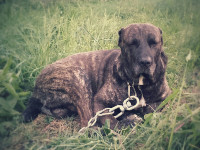 cane corso rustic